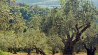 Los agricultores cordobeses, en pie de guerra: tienen que talar olivos de 100 años porque ya no son rentables