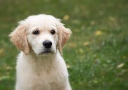 Ultimate Golden Retriever Puppy Shopping List: Checklist of 25 Must