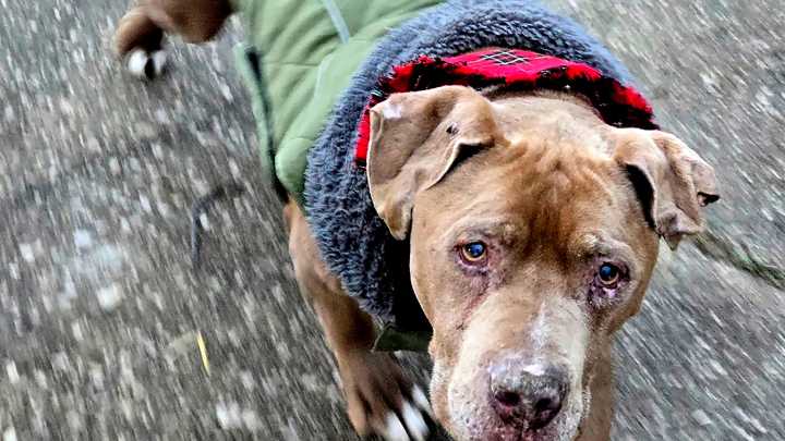 Michigan veterinarian who refused to return ailing dog to homeless man to spend 10 days in jail