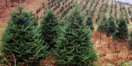 ‘Green Friday’ Christmas Tree Cutting Ceremony