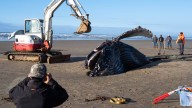 Euthanized humpback whale removed from Oregon Coast beach