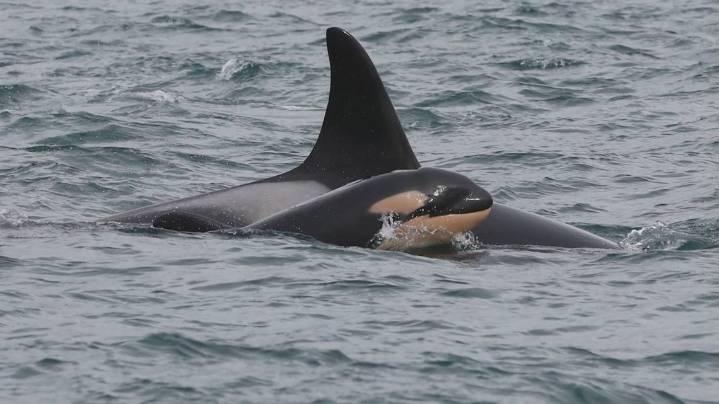 Orca calf believed dead weeks after birth to first-time mother in endangered southern resident pod