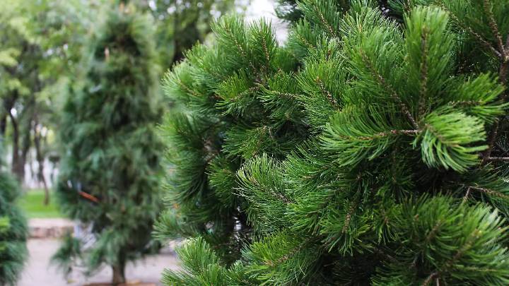 ¿Tienes problemas para elegir tu árbol de Navidad? Te damos unos tips para que sea más sencillo