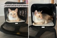 Owner forced to cancel the vet—can't believe what cat does an hour later