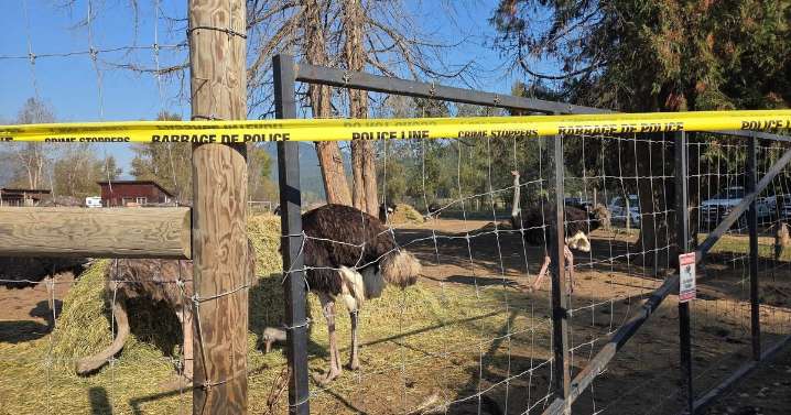 Canadian ostrich farm loses long legal battle to avoid cull of its birds, despite plea from RFK Jr.