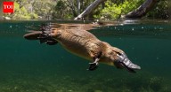 What makes platypus venom unique and why no antivenom exists