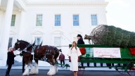 Recibido por Melania Trump y tirado por caballos... así ha llegado el abeto que presidirá la Navidad en la Casa Blanca
