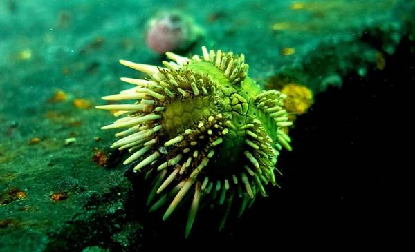 Puerto Madryn recibirá más de 600 especialistas para las Jornadas Nacionales de Ciencias del Mar