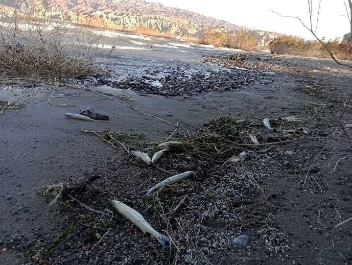 Cruces entre vecinos y la gobernación. La misteriosa mortandad de miles de peces tiene en vilo a un pueblo en San Juan
