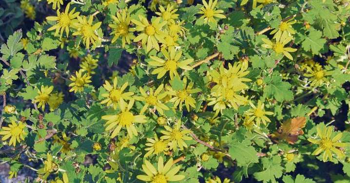 Crisantemo, una flor que florece en otoño