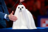 How to Watch the 2025 National Dog Show on Thanksgiving Day