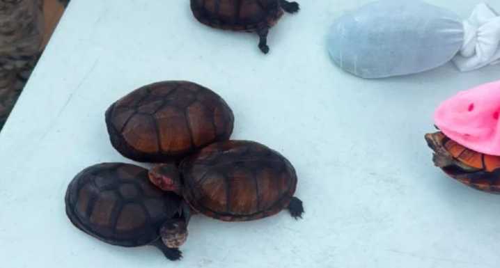Rescatan en Aeropuerto de Tijuana a 774 tortugas que iban a ser traficadas