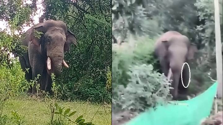 Wild elephant Bhima goes missing after fight with Captain, traced after night