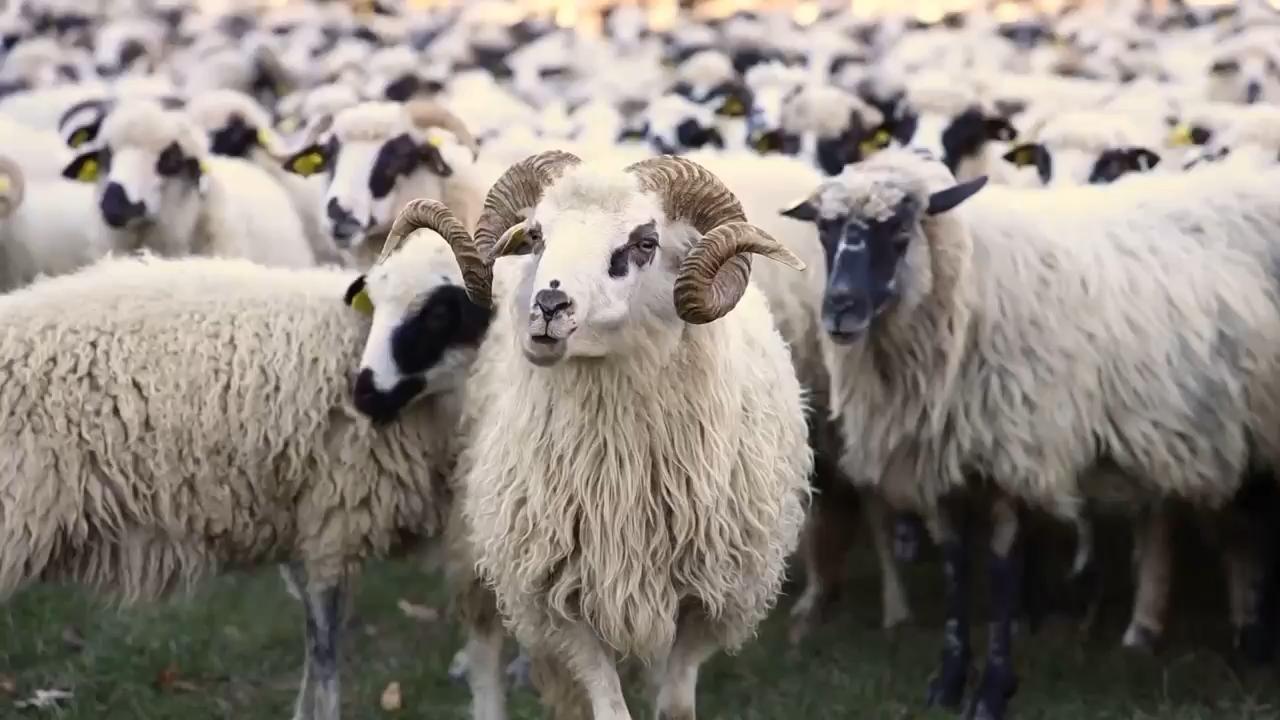Meet the Croatian woman turning waste wool into green fertilizer