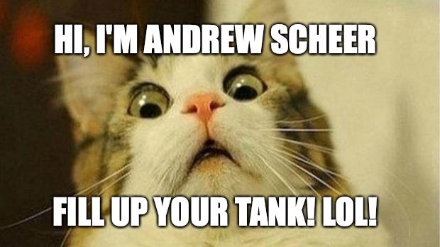 Andrew Scheer Sends Everyone in Canada Some Stupid Cat Meme