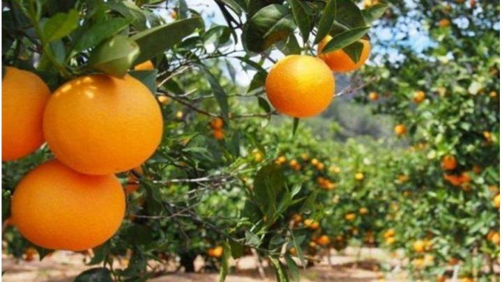 El Gobierno declaró la emergencia agropecuaria en Entre Ríos y prorrogó la medida por sequía en Río Negro