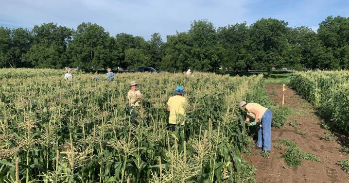 Master Gardener: Crop rotation is important to avoid disease buildup