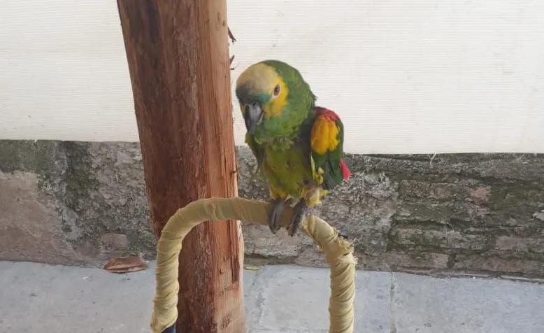 Buscan una familia para “Paco”, el lorito que quedó solo tras la muerte de su dueño