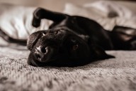 Labrador Puppy Escapes Crate at 5am, Hearts Melt at What Pet Cam Shows