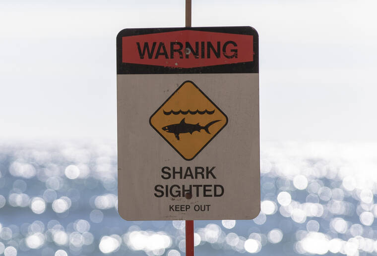 Aggressive shark sighted at Kailua Beach Park; signs posted