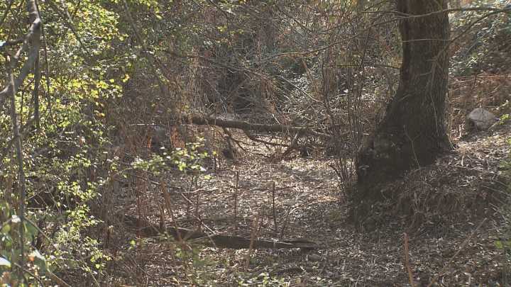Localidades madrileñas piden a la Confederación del Tajo limpiar los cauces