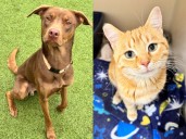 Pets of the Week: Meet Mr. Brown and Milbert