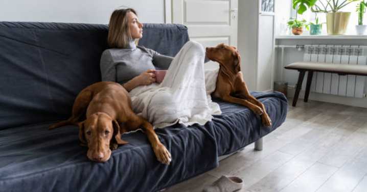 Los perros sí entienden tus emociones: ciencia confirma que detectan ansiedad, tristeza y hasta estrés crónico