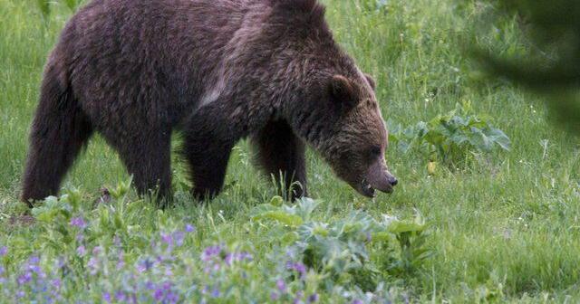 In the news today: Grizzly attacks B.C. elementary class, many hurt