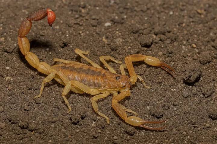 Alerta: un niño fue picado por un alacrán y hallaron 12 ejemplares en su casa