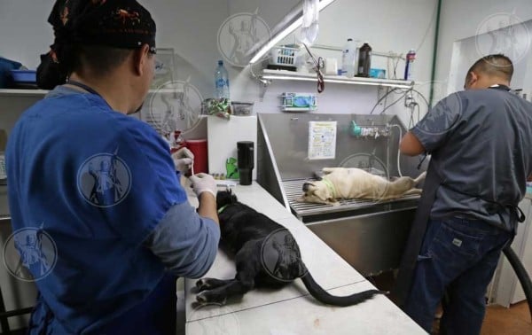 En dos puntos, campaña de esterilización gratuita este fin