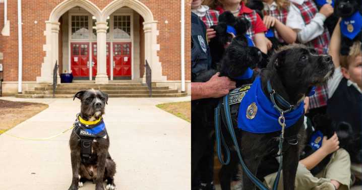 Therapy dog who helped students after Covenant shooting named 2025 Hero Dog Award winner