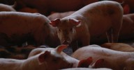 ¿Y las carnitas? México suspende importación de carne de cerdo de España