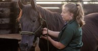 Horse owners urged to take precautions after equine herpes outbreak across southern states