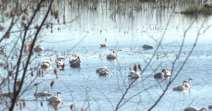 Attention hunters: Know your swans to avoid fines in Wisconsin this season
