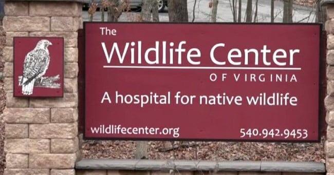Wildlife Center of Virginia serves up a special Thanksgiving feast for Animals