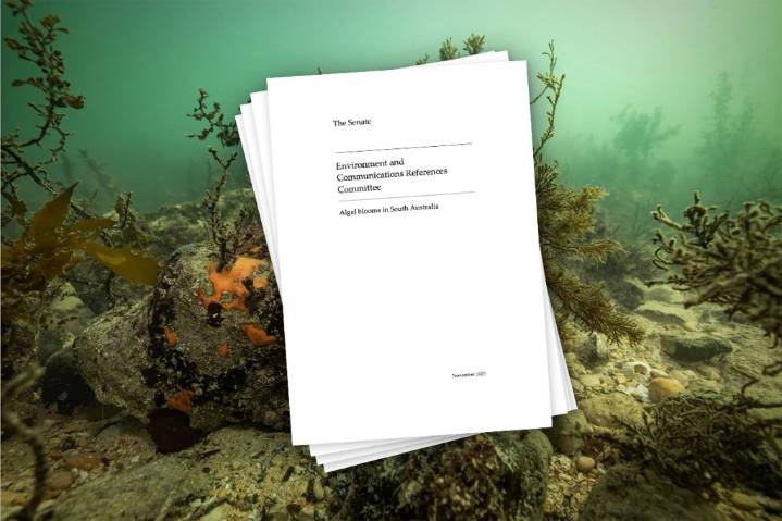 SA ill-prepared for ecological disaster: Damning federal algal bloom report 