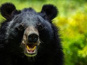 Una excursión terminó en tragedia: un oso pardo atacó a un grupo de estudiantes y dejó 11 heridos