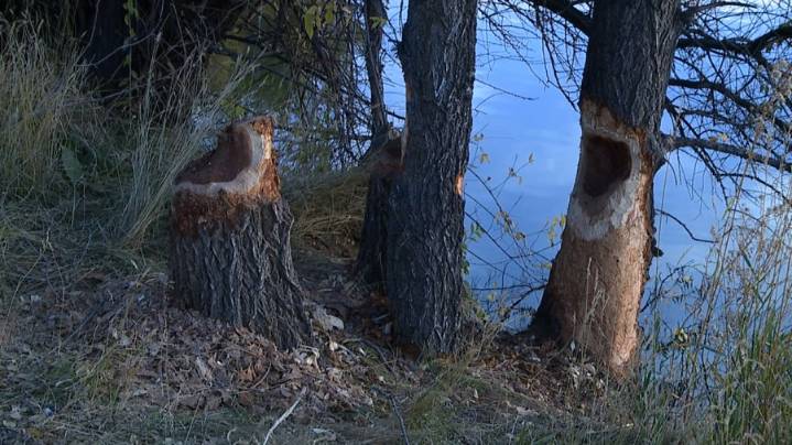 Englewood park loses a handful of trees to beavers in recent months