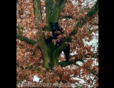 385-pound black bear rescued in unique mission for Pa. fire company