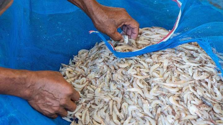 Indian seafood stocks jump as China signals suspension of Japanese imports