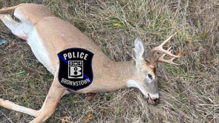 Deer illegally killed in Brownstown Township, police say