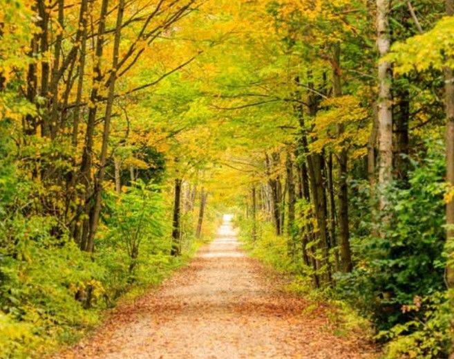 Two new bylaws are designed to protect the Town tree canopy