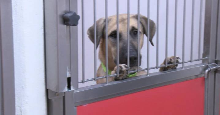 Tucson residents urged to adopt as PACC dogs face deadlines