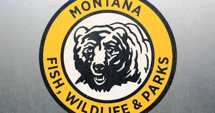 Tips sought on black bear cub shot west of Stevensville