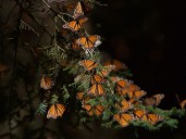 Abren santuarios de mariposas monarca en Michoacán y Edomex