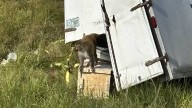 Report: Last escaped monkey from Jasper County truck crash found dead