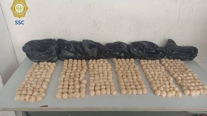 Hallan 360 huevos de tortuga en inmediaciones del metro Chabacano