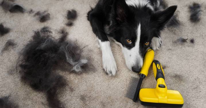 Dog expert shares top 5 breeds for those who want to avoid shedding or smells