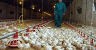 Todo sobre la crisis de la gripe aviar: su impacto en la salud humana, en  las granjas y la economía