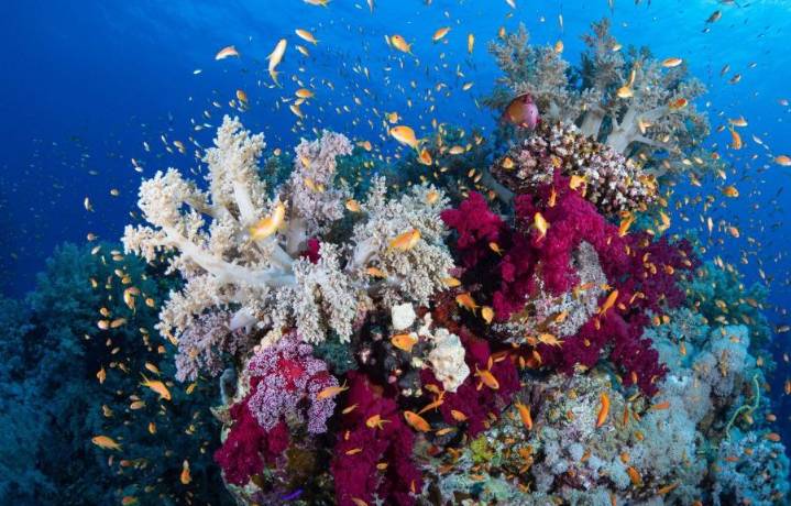 Recuperación de arrecifes de coral en Quintana Roo avanza con éxito